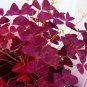 100 PCS Seeds Oxalis Wood Sorrel Flower Oxalis Purple Shamrock Clover