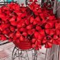100 PCS Seeds Oxalis Wood Sorrel Flower Oxalis Purple Shamrock Clover