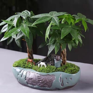 5 PCS Seeds Pachira Macrocarpa Bonsai