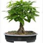 5 PCS Seeds Pachira Macrocarpa Bonsai