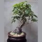5 PCS Seeds Pachira Macrocarpa Bonsai