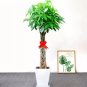 5 PCS Seeds Pachira Macrocarpa Bonsai