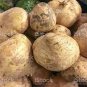 20 PCS Seeds Pachyrhizus