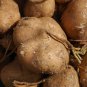 20 PCS Seeds Pachyrhizus