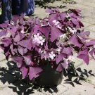200 PCS Seeds Oxalis Wood Sorrel Flower Oxalis Purple Shamrock Clover 200 PCS Seeds Oxalis Wood Sorrel Flower Oxalis Purple Shamrock Clover