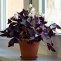 200 PCS Seeds Oxalis Wood Sorrel Flower Oxalis Purple Shamrock Clover