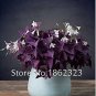 200 PCS Seeds Oxalis Wood Sorrel Flower Oxalis Purple Shamrock Clover