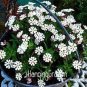 100 PCS Seeds Pack New Night Blooming Phlox