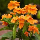 100 PCS Seeds Pack Rare Crossandra Infundibuliformis