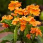 100 PCS Seeds Pack Rare Crossandra Infundibuliformis