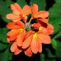 100 PCS Seeds Pack Rare Crossandra Infundibuliformis