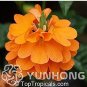 100 PCS Seeds Pack Rare Crossandra Infundibuliformis