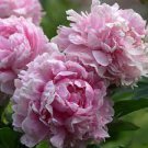 10 PCS Seeds Paeonia Lactiflora Bonsai Heirloom Tree Peony 10 PCS Seeds Paeonia Lactiflora Bonsai Heirloom Tree Peony