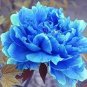 100 PCS Seeds Paeonia Lactiflora Seeds Sky Blue Double Flowers