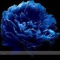 5 PCS Seeds Paeonia Suffruticosa Seeds Professional Pack