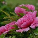 10 PCS Seeds Paeonia Lactiflora Bonsai Heirloom Tree Peony Plant 10 PCS Seeds Paeonia Lactiflora Bonsai Heirloom Tree Peony Plant