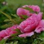 10 PCS Seeds Paeonia Lactiflora Bonsai Heirloom Tree Peony Plant