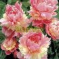 10 PCS Seeds Paeonia Lactiflora Bonsai Heirloom Tree Peony Plant