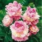 10 PCS Seeds Paeonia Lactiflora Bonsai Heirloom Tree Peony Plant
