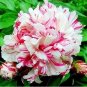 10 PCS Seeds Paeonia Lactiflora Bonsai Heirloom Tree Peony Plant