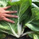 200 PCS Seeds Pak Choi White Stem Chinese Cabbage