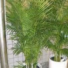 100 PCS Seeds Palm Bamboo Garden Lady Palm Tree Indoor Plants 100 PCS Seeds Palm Bamboo Garden Lady Palm Tree Indoor Plants