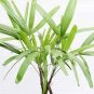 100 PCS Seeds Palm Bamboo Garden Lady Palm Tree Indoor Plants