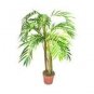 100 PCS Seeds Palm Bamboo Garden Lady Palm Tree Indoor Plants