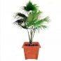 100 PCS Seeds Palm Bamboo Garden Lady Palm Tree Indoor Plants