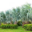 10 PCS Seeds Palm Bonsai Plant Perennial Purification Air Palm Tree Family Garden Potted