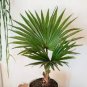 10 PCS Seeds Palm Bonsai Plant Perennial Purification Air Palm Tree Family Garden Potted
