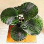 10 PCS Seeds Palm Bonsai Plant Perennial Purification Air Palm Tree Family Garden Potted