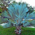 30 PCS Seeds Palm Tropical Outdoor Evergreen Fan-Shaped 30 PCS Seeds Palm Tropical Outdoor Evergreen Fan-Shaped