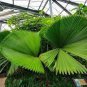 30 PCS Seeds Palm Tropical Outdoor Evergreen Fan-Shaped
