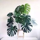 100 PCS Seeds Palm Turtle Leaves