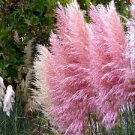 400 PCS Seeds Pampas Grass Bonsai Colorfull Home Garden Plants