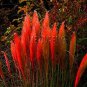 400 PCS Seeds Pampas Grass Bonsai Colorfull Home Garden Plants