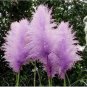 200 PCS Seeds Pampas Grass Bright Purple Colors