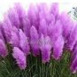 200 PCS Seeds Pampas Grass Bright Purple Colors