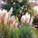 100 PCS Seeds Pampas Grass Patio and Garden Potted Ornamental Plants New Flowers 100 PCS Seeds Pampas Grass Patio and Garden Potted Ornamental Plants New Flowers