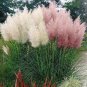 100 PCS Seeds Pampas Grass Patio and Garden Potted Ornamental Plants New Flowers