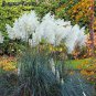 100 PCS Seeds Pampas Grass Patio and Garden Potted Ornamental Plants New Flowers