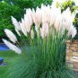 100 PCS Seeds Pampas Grass Patio and Garden Potted Ornamental Plants New Flowers
