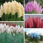 500 PCS Seeds Pampas Grass Seeds Light Yellow Green Red Colors