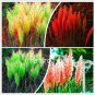 500 PCS Seeds Pampas Grass Seeds Light Yellow Green Red Colors