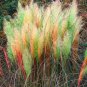 500 PCS Seeds Pampas Grass Seeds Light Yellow Green Red Colors