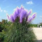 500 PCS Seeds Pampas Grass Seeds Sky Blue Color