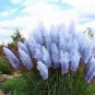 500 PCS Seeds Pampas Grass Seeds Sky Blue Color