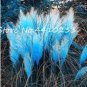 500 PCS Seeds Pampas Grass Seeds Sky Blue Color
