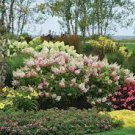 15 PCS Seeds Panicle Hydrangea Showy Heavy Blooms Small Shrub 15 PCS Seeds Panicle Hydrangea Showy Heavy Blooms Small Shrub